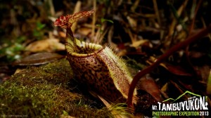 Mount Tambuyukon Expedition  